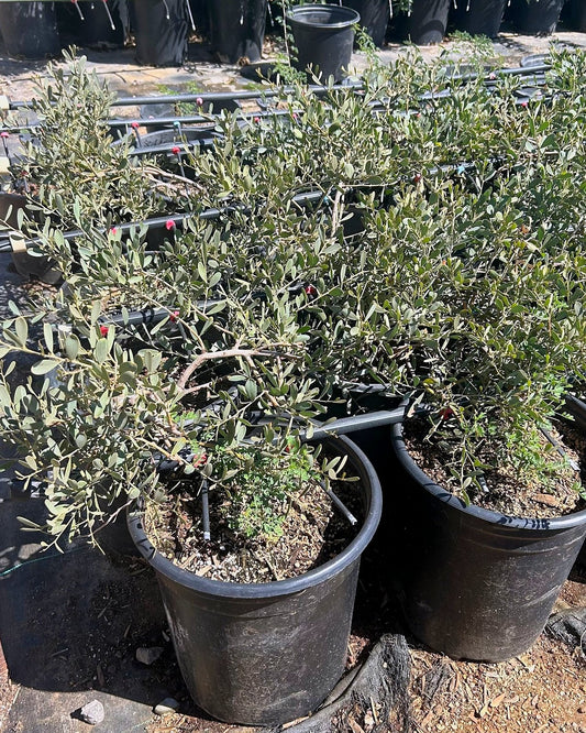 Desert Carpet Acacia