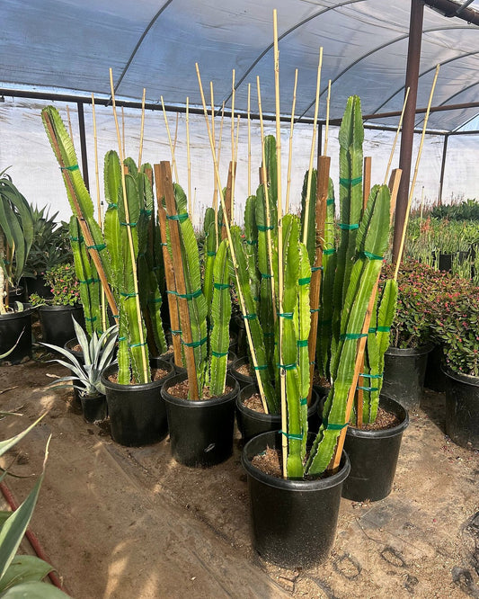 Lucky Cactus