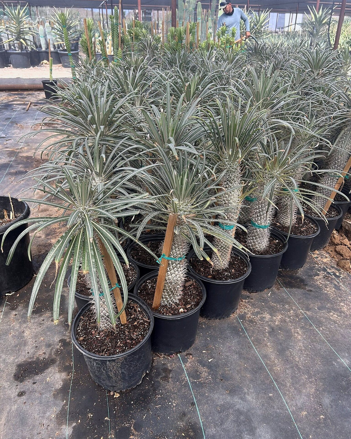 Madagascar Palm - Pachypodium lameri
