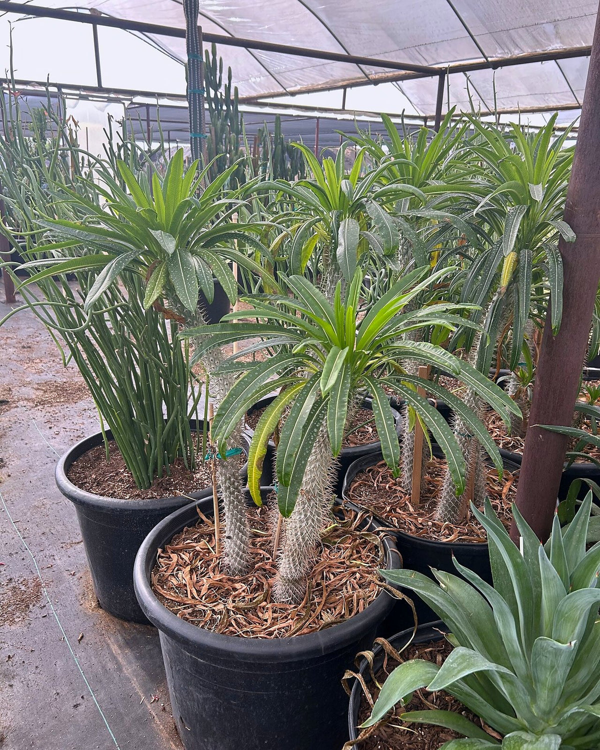 Madagascar Palm - Pachypodium lameri