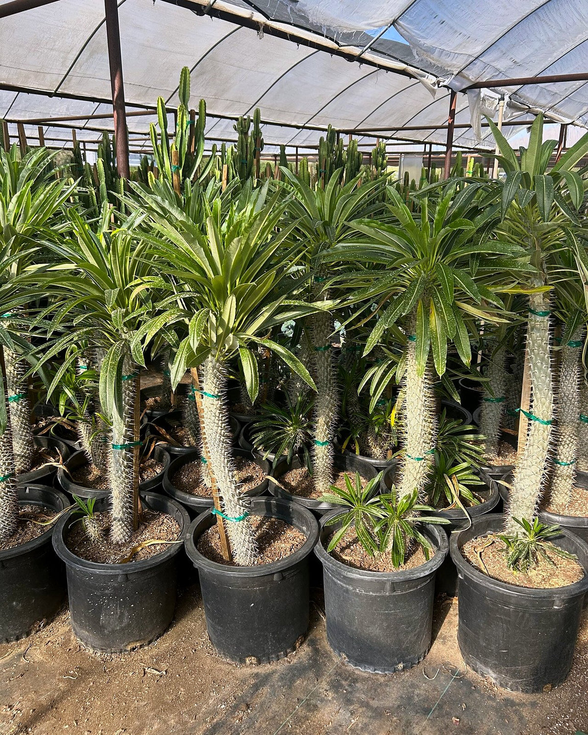 Madagascar Palm - Pachypodium lameri