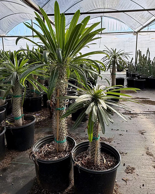 Madagascar Palm - Pachypodium geayi