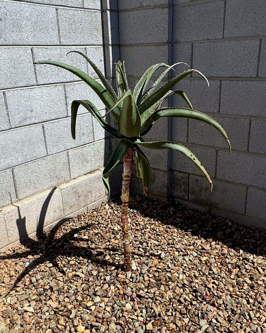 Malagasy Tree Aloe