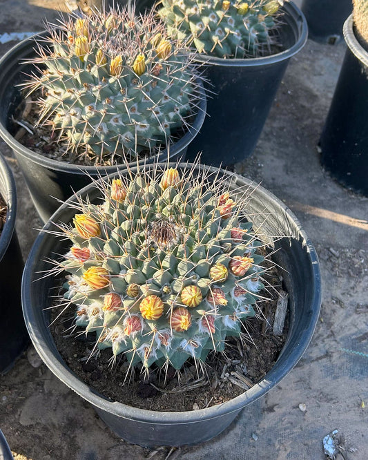 Mammillaria melanocentra