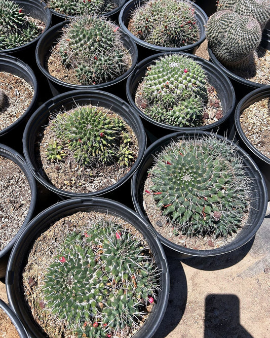 Mammillaria mystax - Green