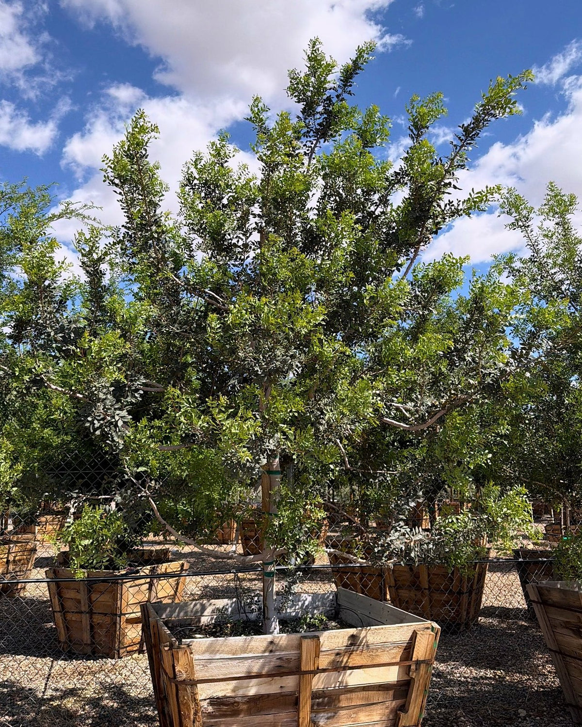 Mastic Tree