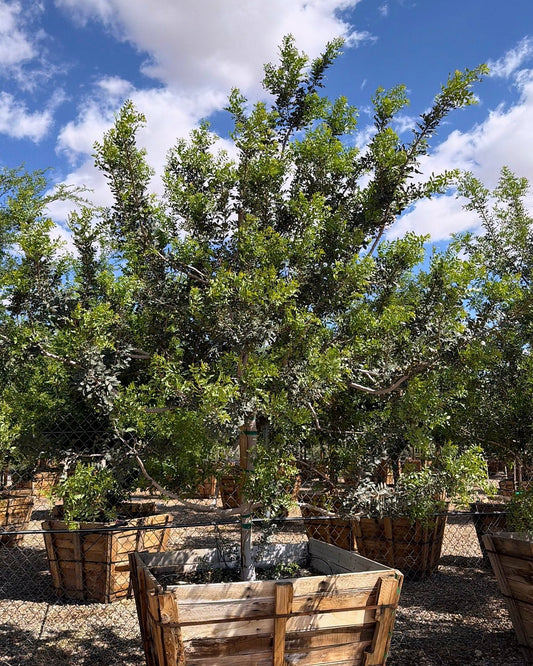 Mastic Tree