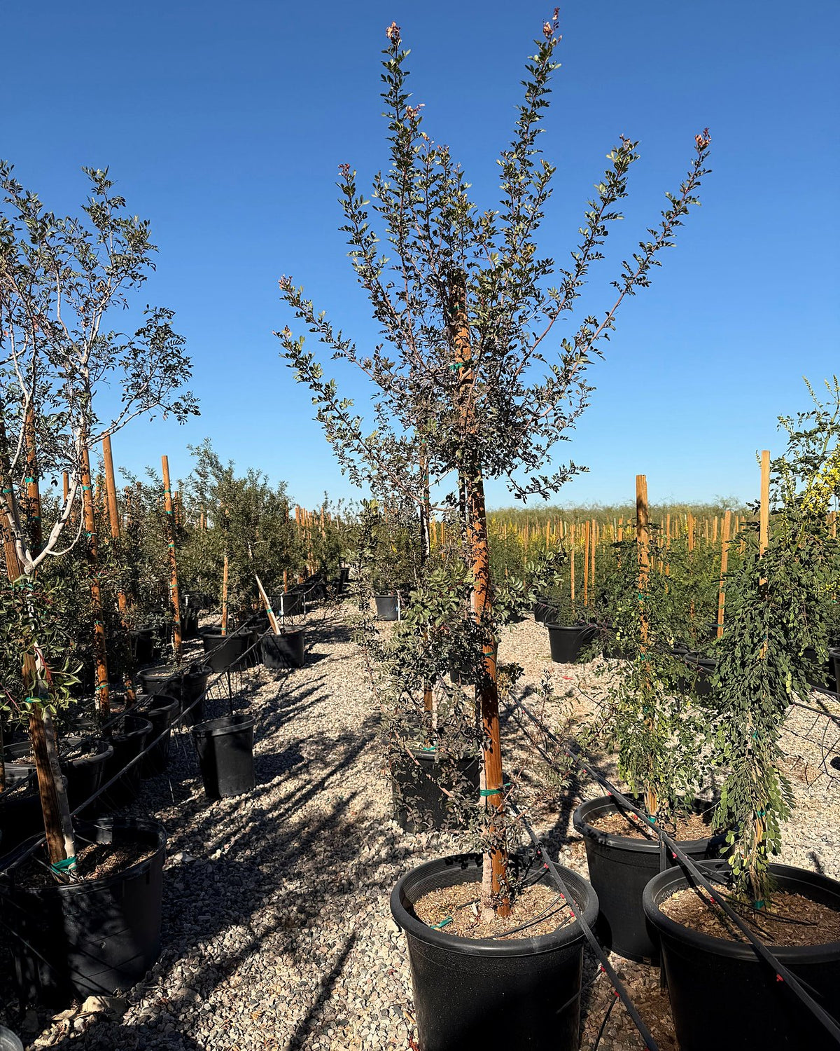 Mastic Tree