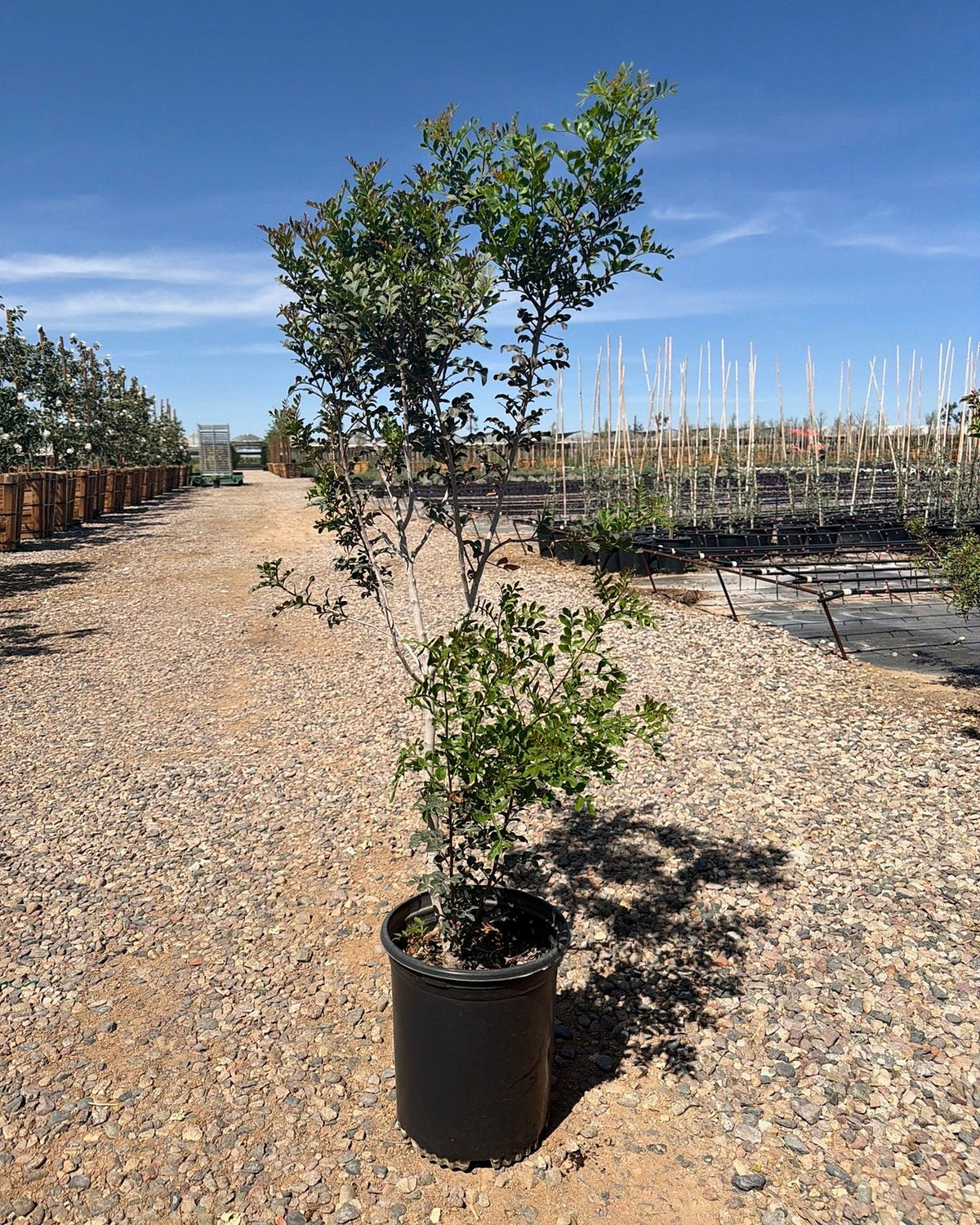 Mastic Tree