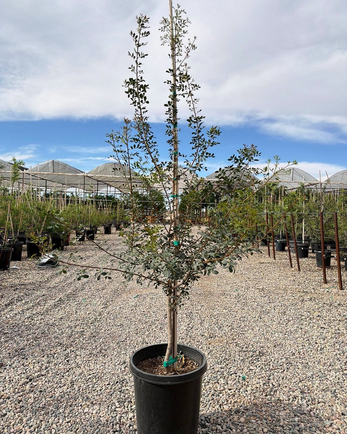 Mastic Tree