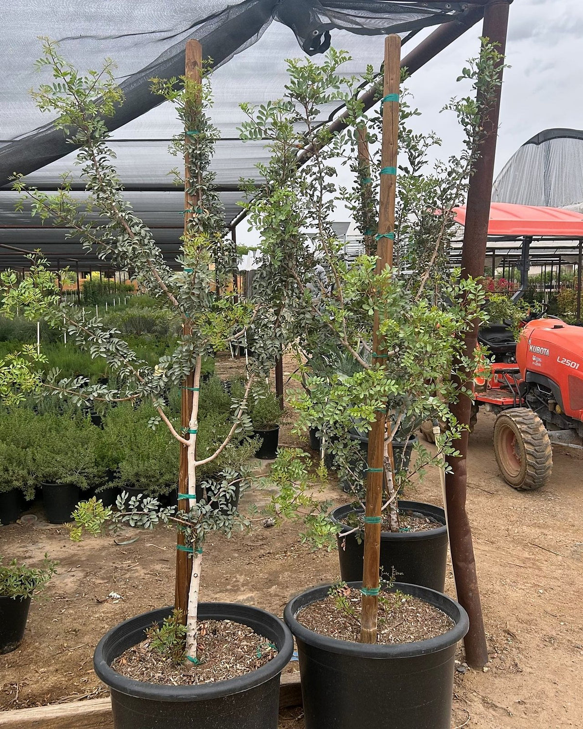 Mastic Tree