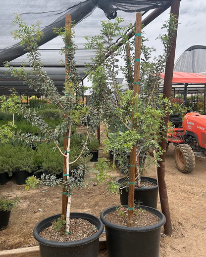 Mastic Tree