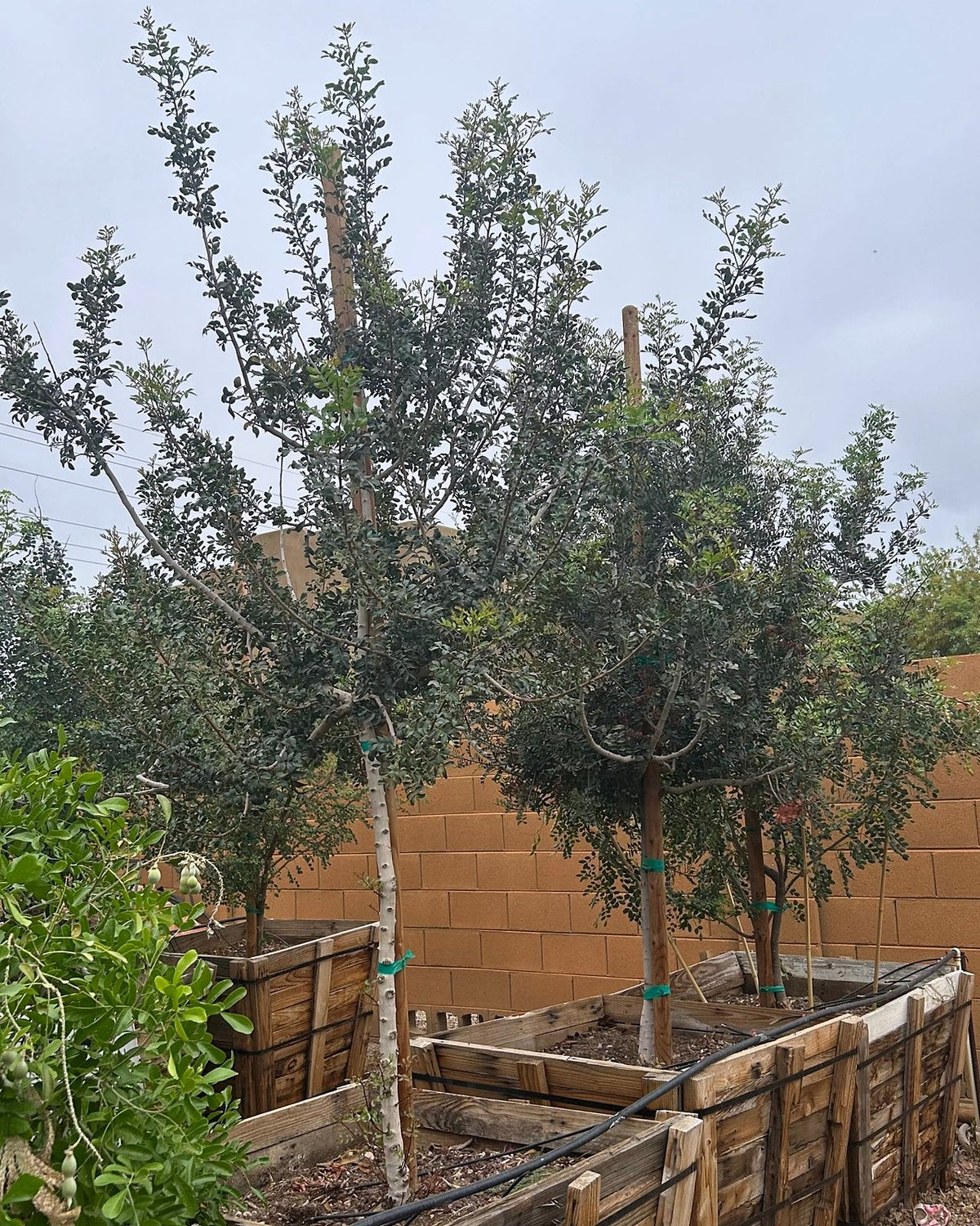 Mastic Tree