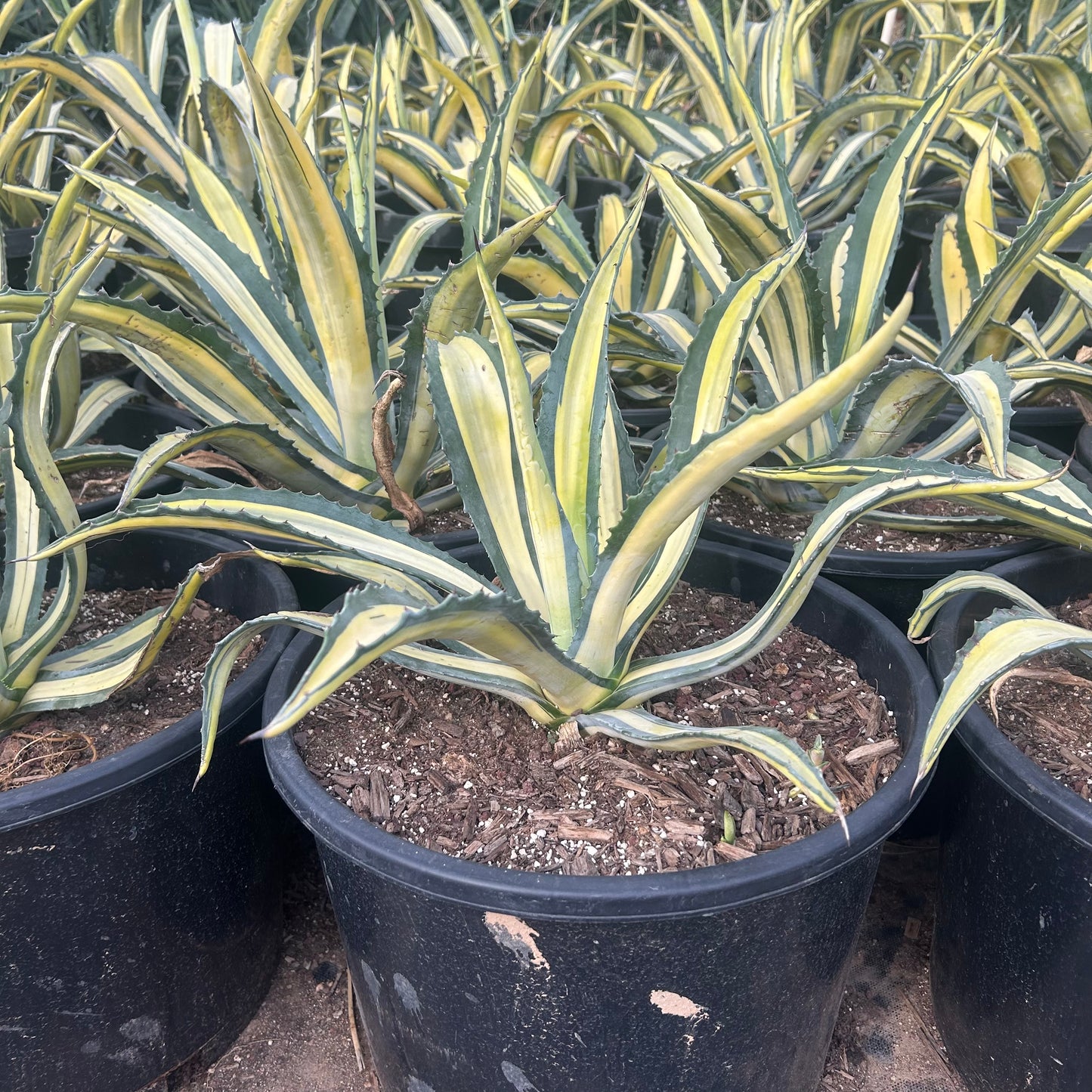 15 gallon Agave Medio Picta Yellow (Agave americana 'Medio Picta') in nursery pot — Phoenix, AZ
