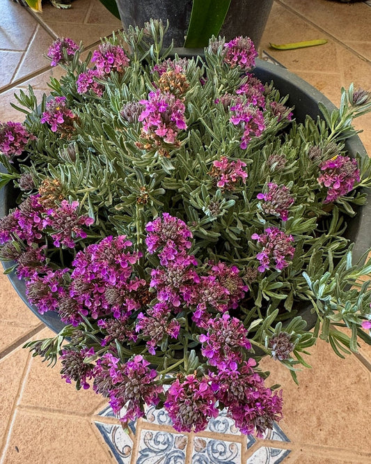 Mediterranean Carpet