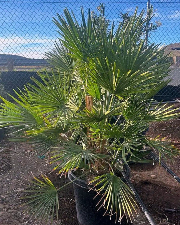 Mediterranean Fan Palm
