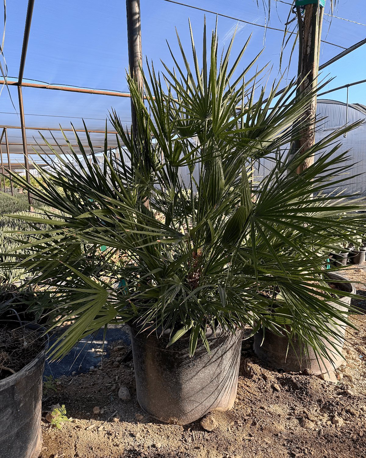 Mediterranean Fan Palm