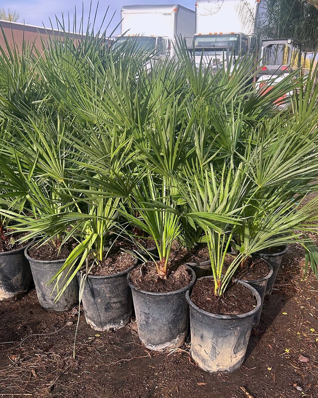 Mediterranean Fan Palm