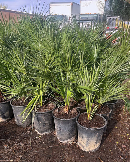 Mediterranean Fan Palm