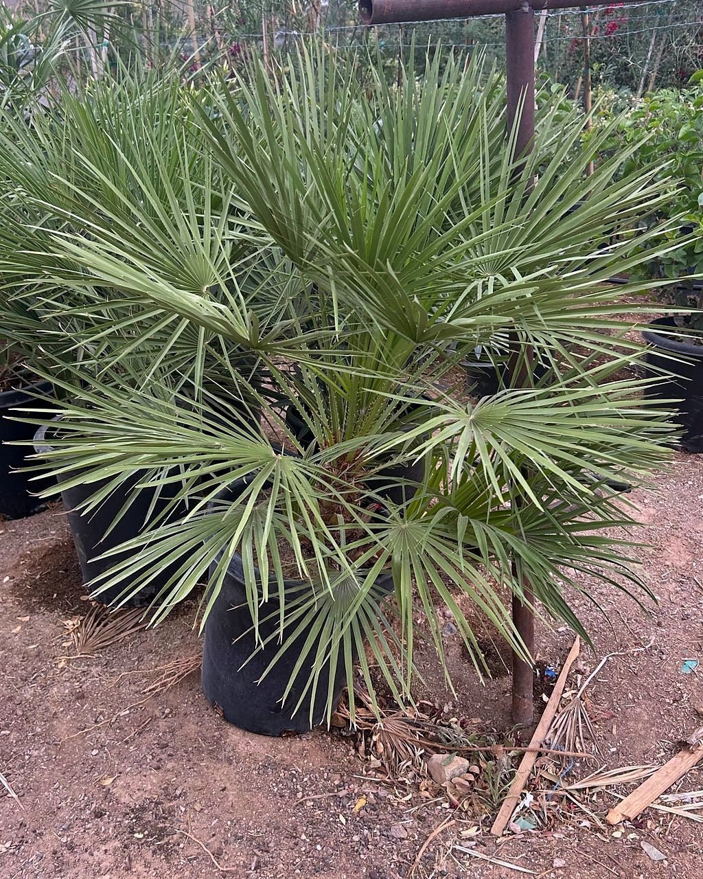 Mediterranean Fan Palm