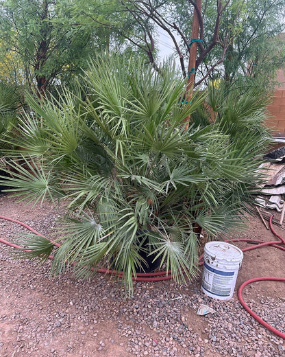 Mediterranean Fan Palm