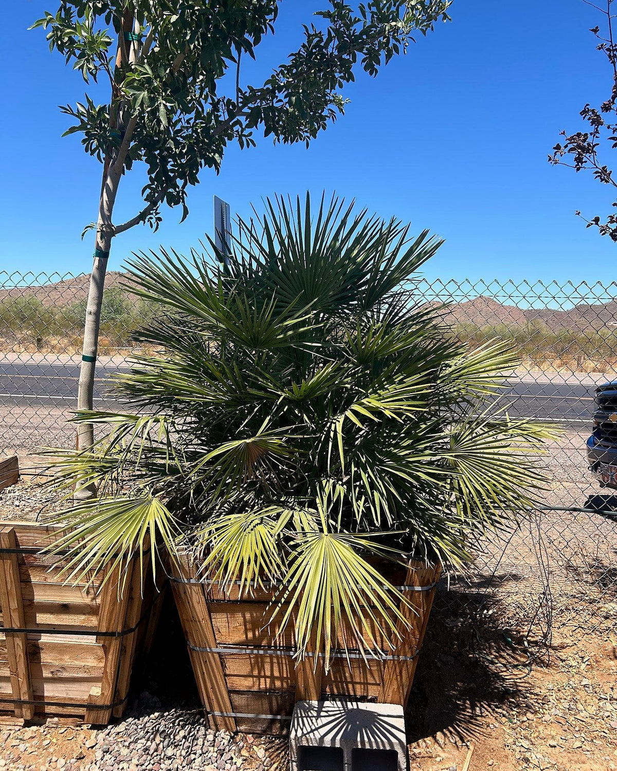 Mediterranean Fan Palm