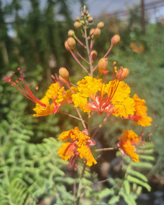 Mexican Bird of Paradise