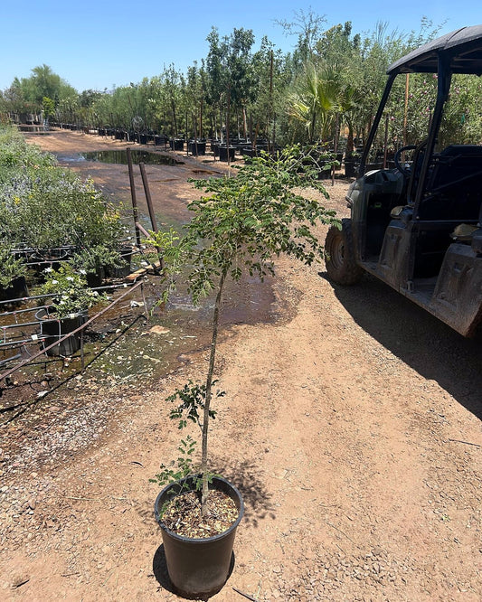 Mexican Bird of Paradise Tree