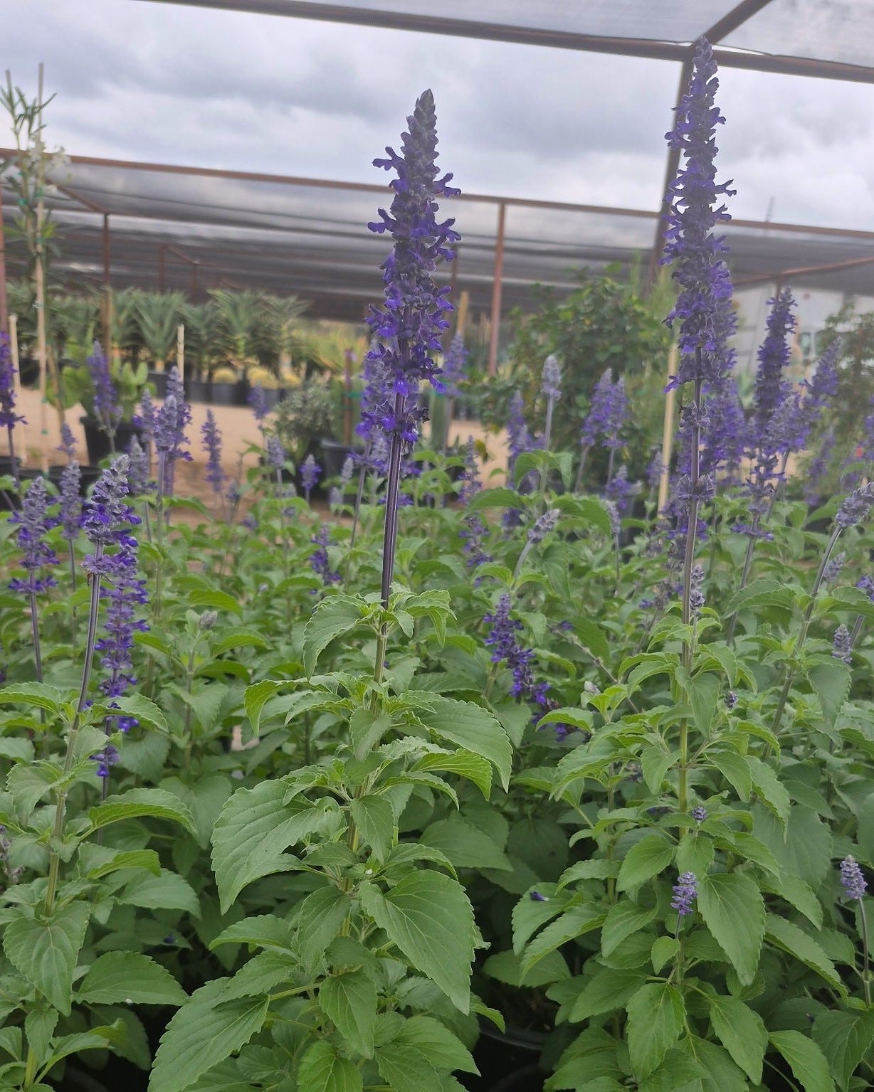 Mexican Bush Sage
