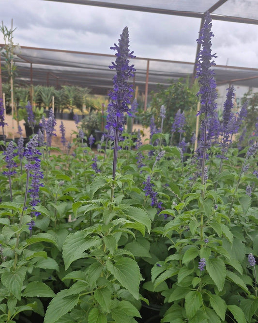 Mexican Bush Sage