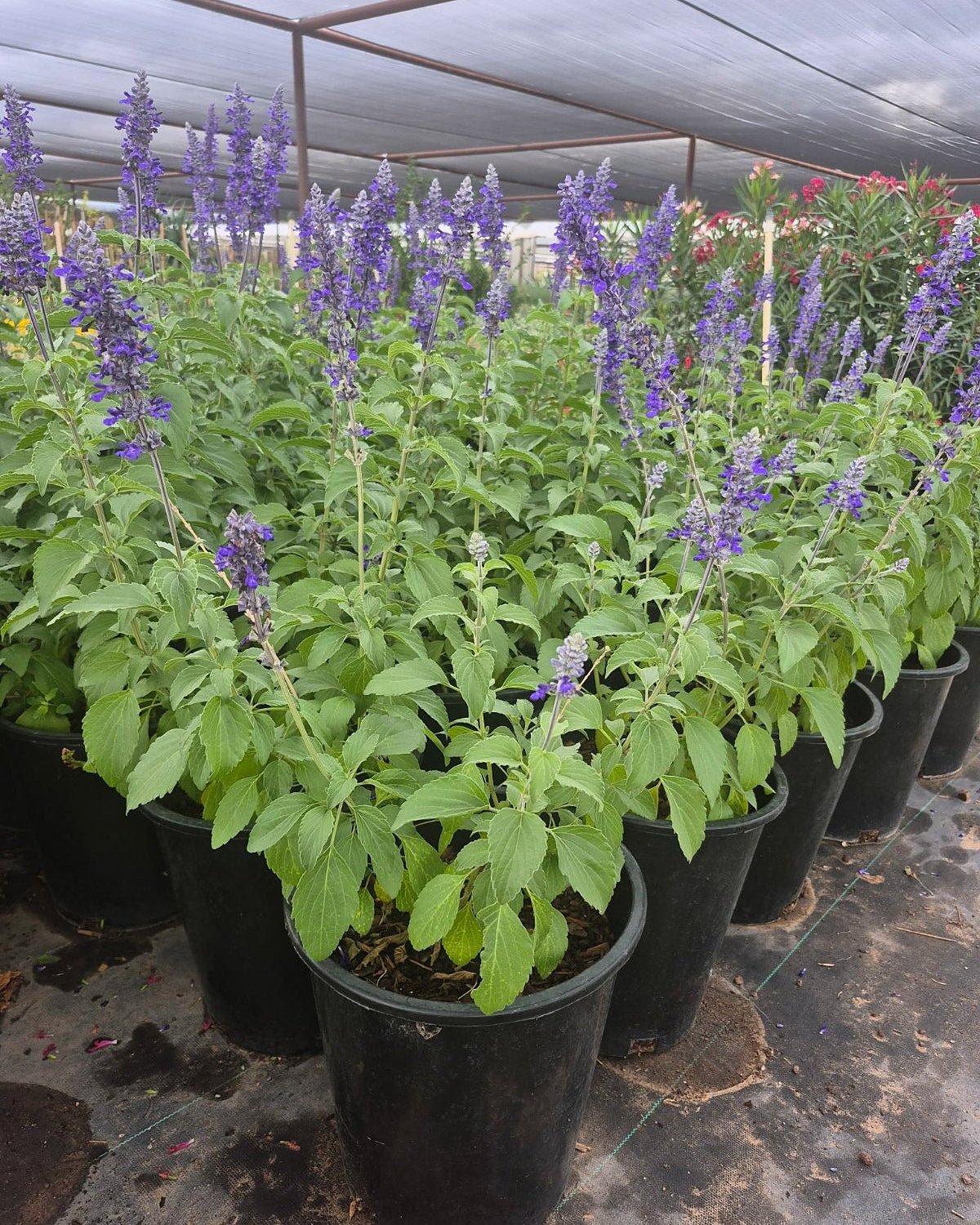 Mexican Bush Sage