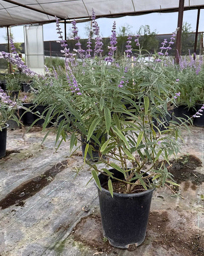 Mexican Bush Sage
