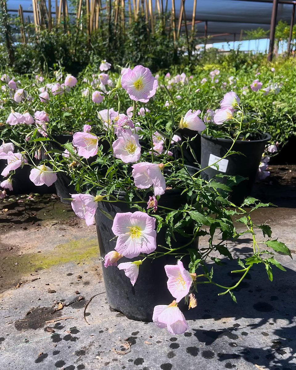 Mexican Evening Primrose