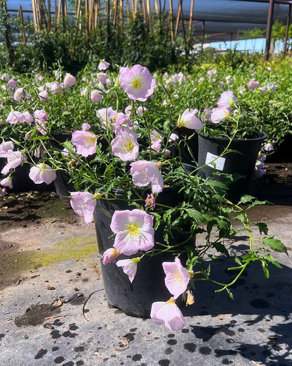 Mexican Evening Primrose