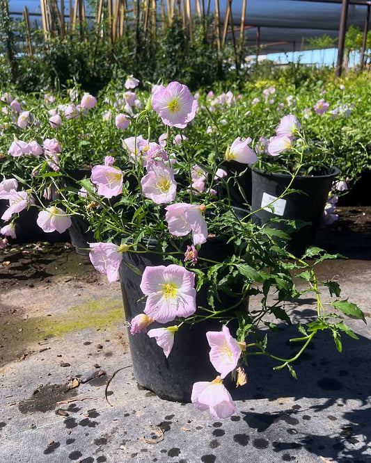 Mexican Evening Primrose