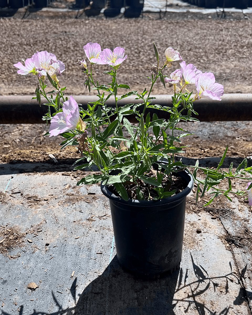 Mexican Evening Primrose