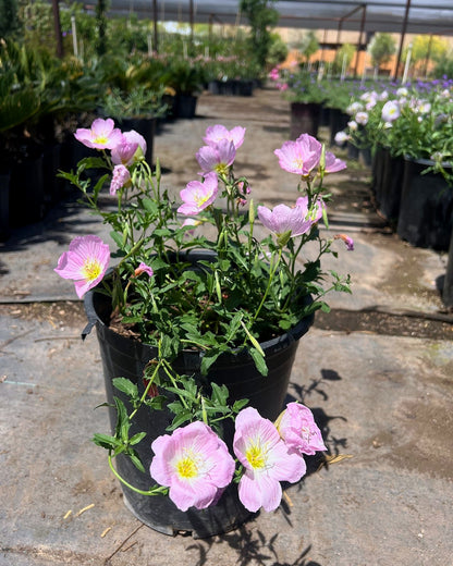 Mexican Evening Primrose
