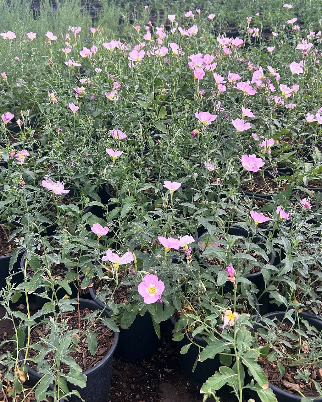 Mexican Evening Primrose