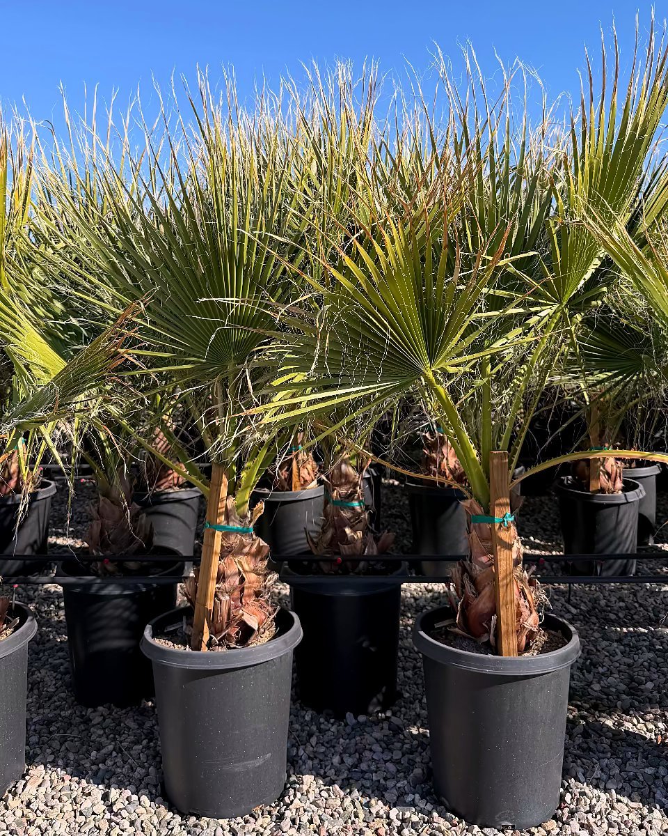 Mexican Fan Palm