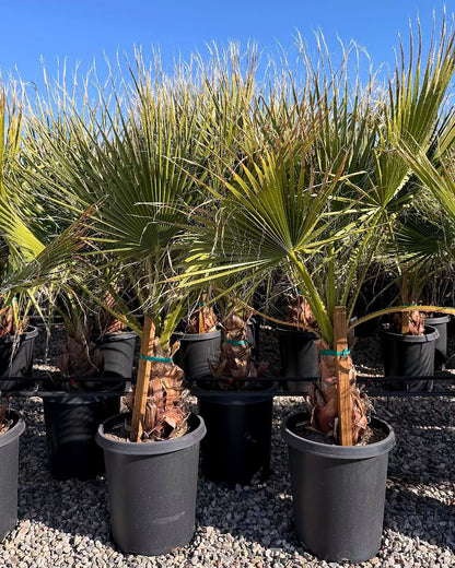 Mexican Fan Palm