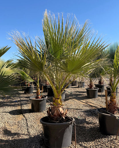 Mexican Fan Palm