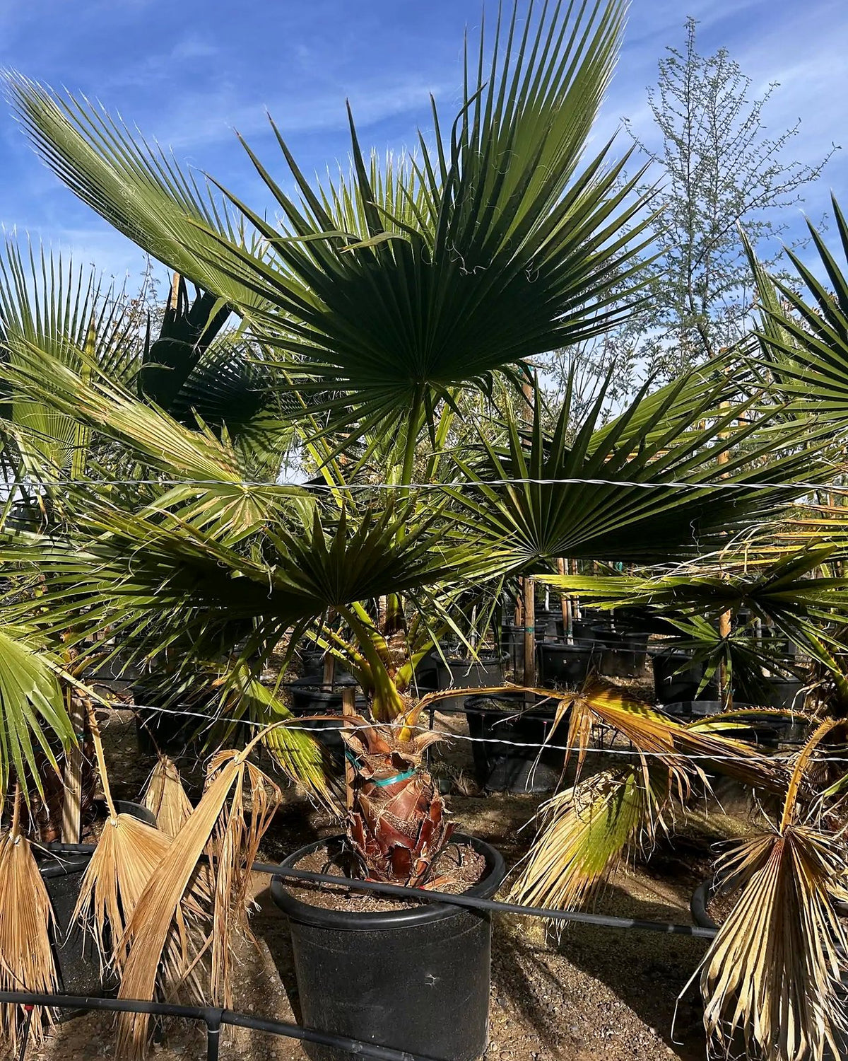 Mexican Fan Palm