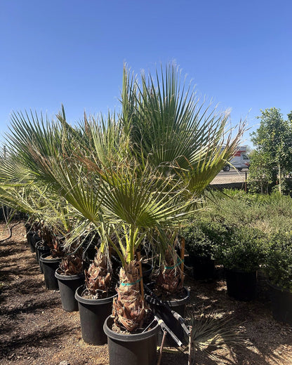 Mexican Fan Palm