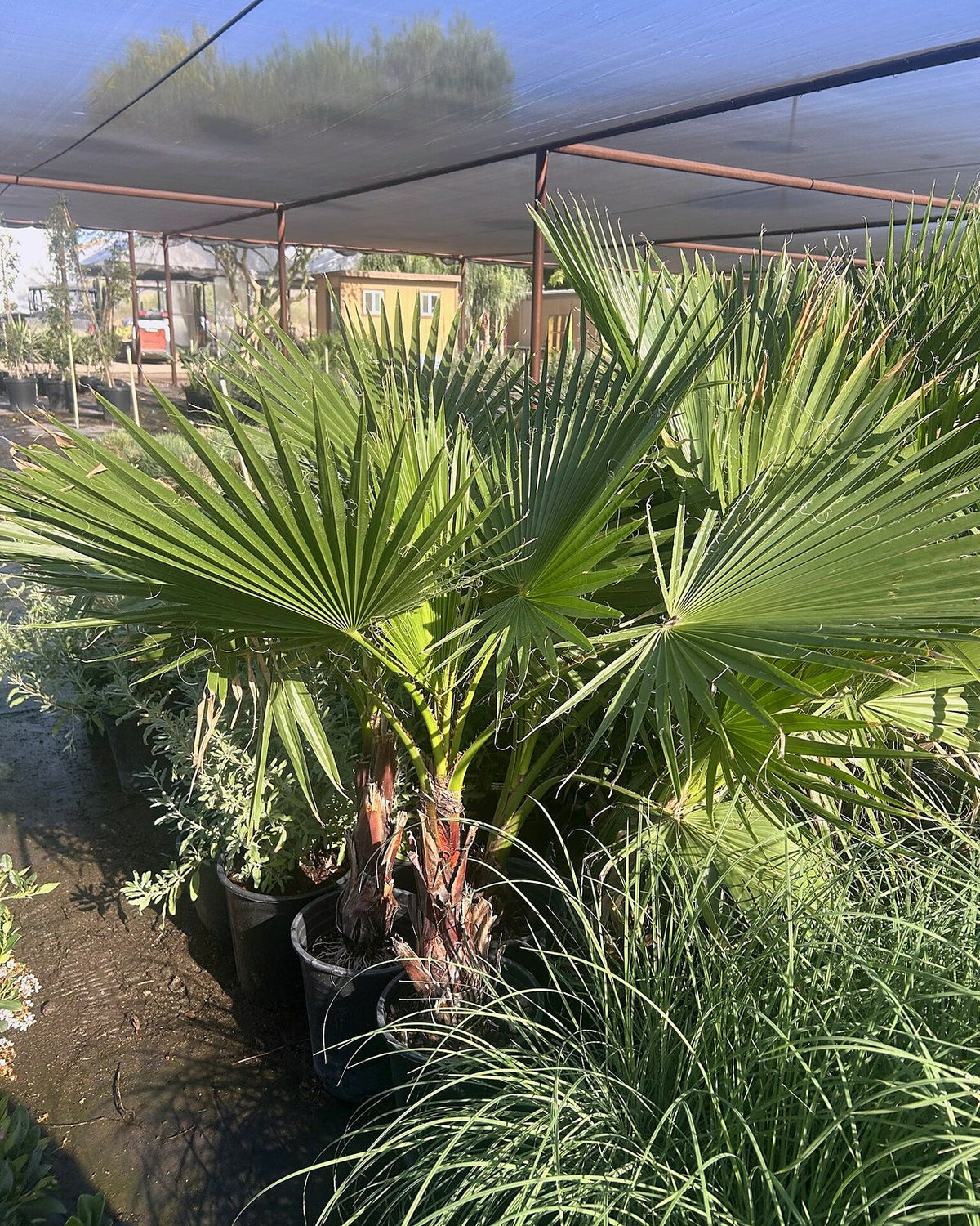 Mexican Fan Palm