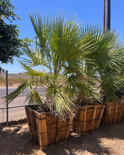 Mexican Fan Palm