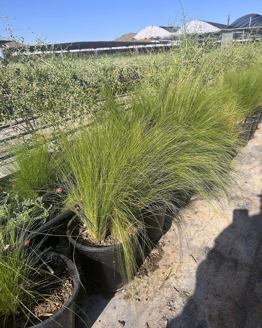 Mexican Thread Grass