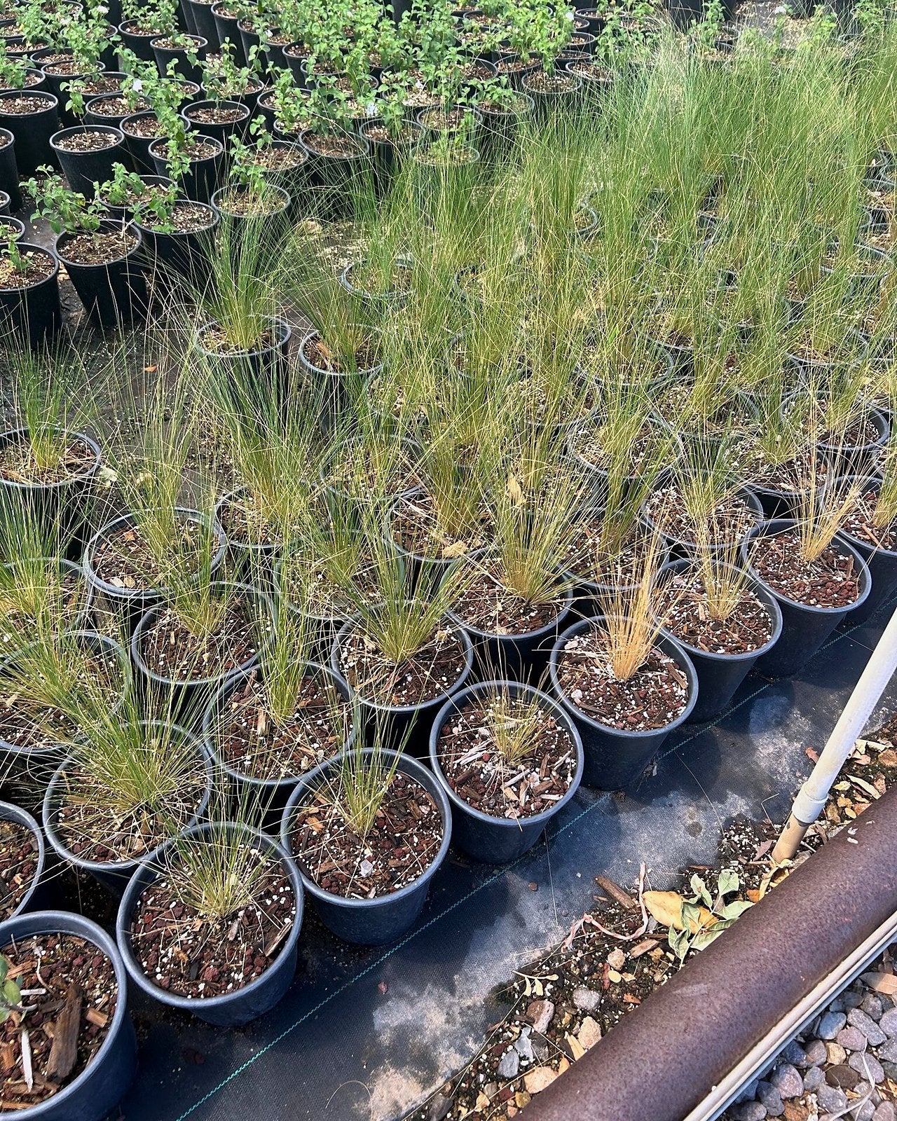 Mexican Thread Grass