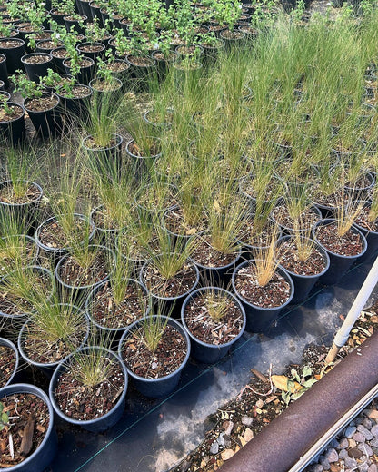 Mexican Thread Grass