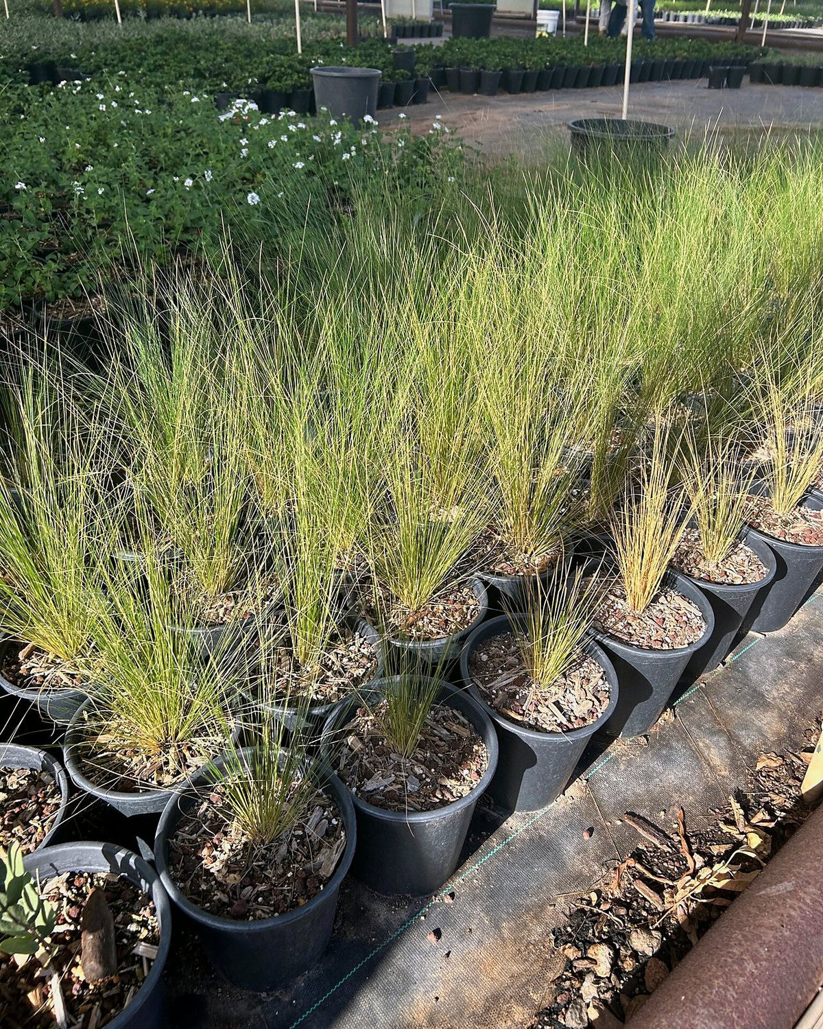 Mexican Thread Grass