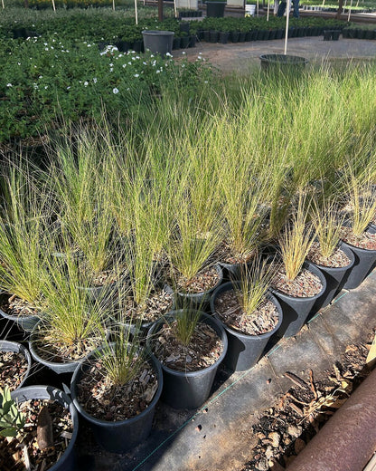 Mexican Thread Grass